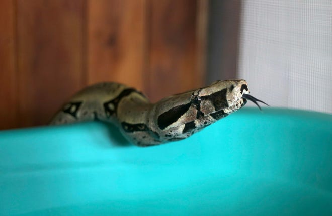 In this Friday, Jan. 15, 2016 file photo, a Boa Constrictors snake is seen at a museum of venomous snakes in Lima, Peru.