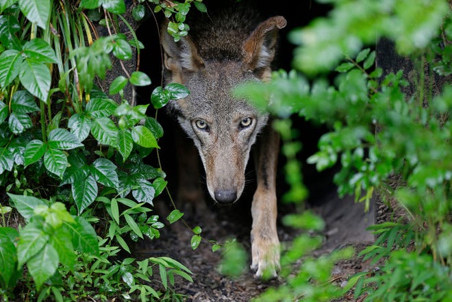 A female red wolf emerges from her den sheltering newborn pups at the Museum of Life and Science in Durham, N.C., on Monday, May 13, 2019.