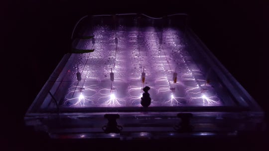 An enhanced contact electrical discharge plasma reactor treats PFAS-containing water in experiments at Clarkson University in New York, in this November 2017 photo.
