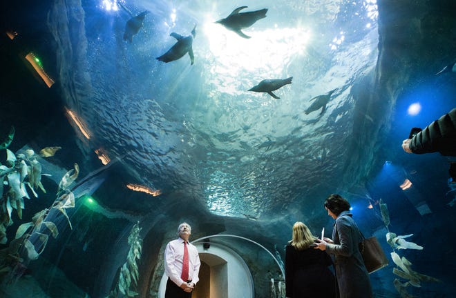 Detroit Zoo S Penguin Center To Close For 9 Months