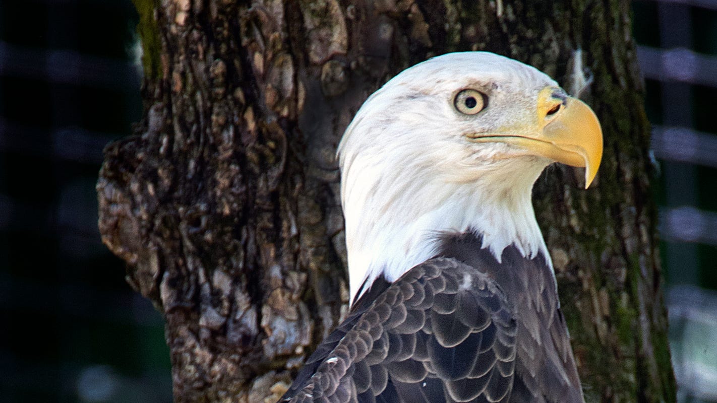 Radnor Lake State Park Bald Eagles Golden Eagle In New Aviary
