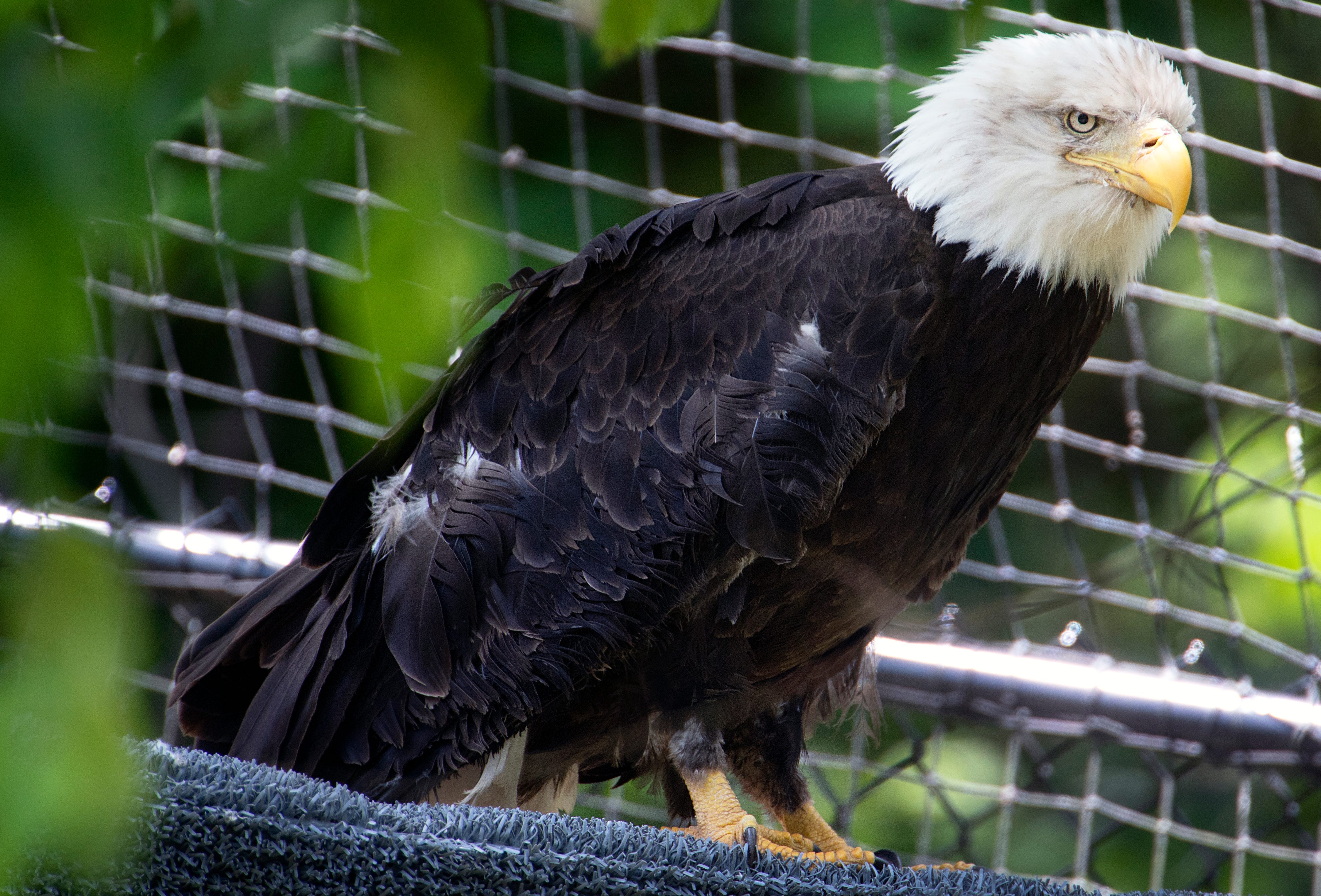 New Eagles Introduced At Radnor Lake