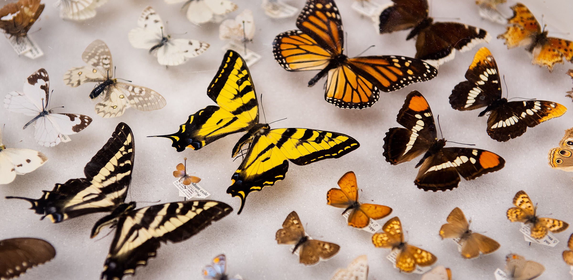 Lake Tahoe Basin High Country Livened Up With Migrating Butterflies