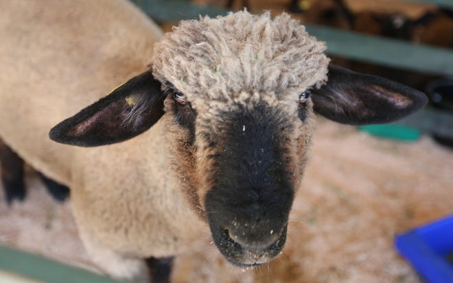 Marion County Lamb and Wool Show will be 8 a.m. to 3 p.m. June 1 in Turner.