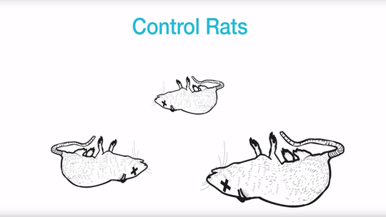 Rat lungworm disease: 3 new cases of potentially debilitating parasite confirmed in Hawaii