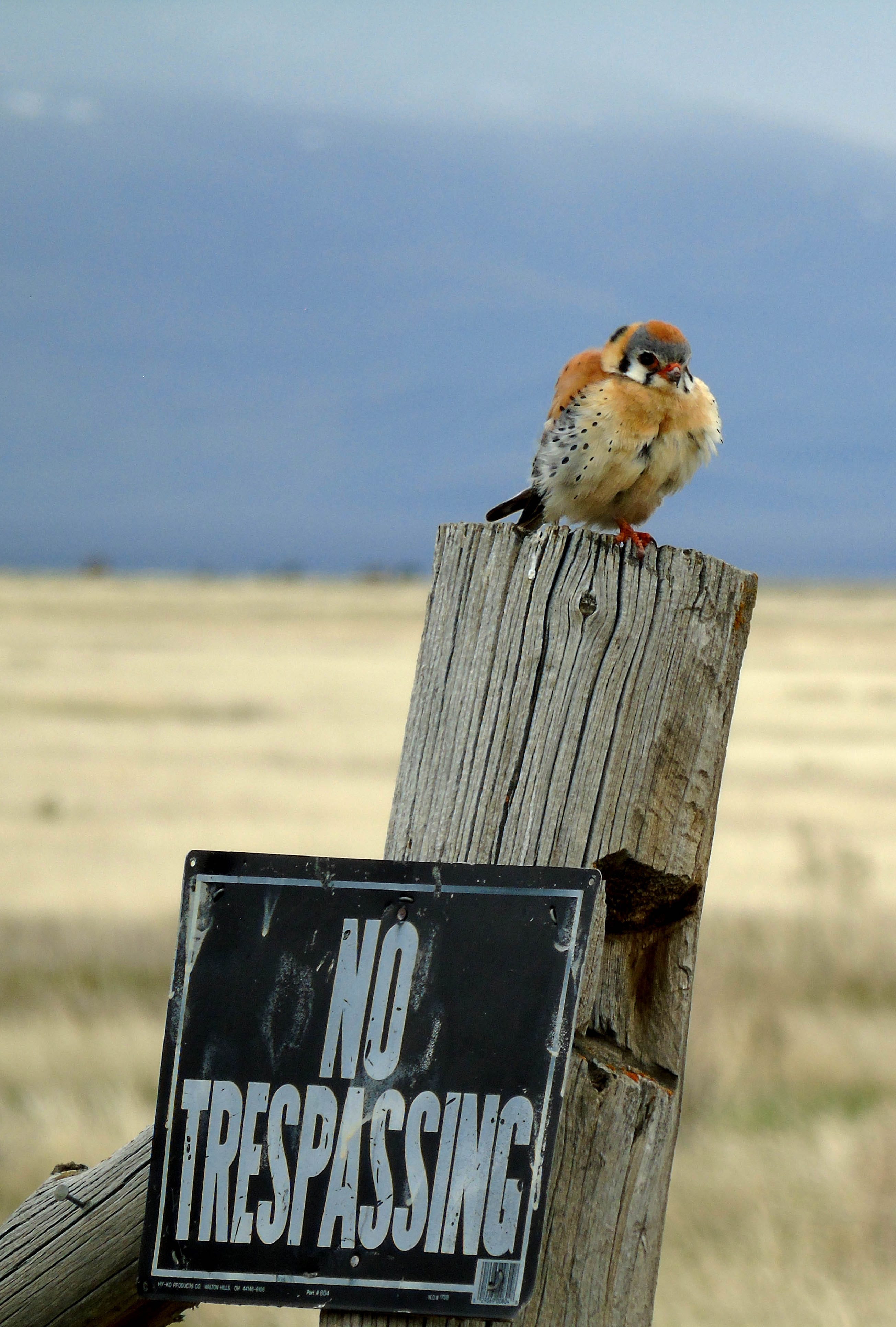 Purple stripes mean 'No Trespassing' in Pennsylvania