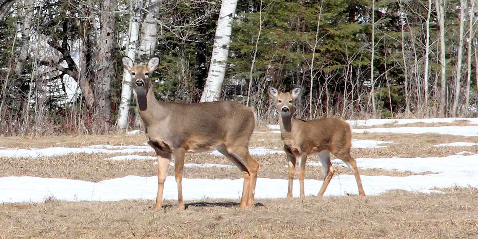 Pa. hunting Antlerless deer license applications could see big changes