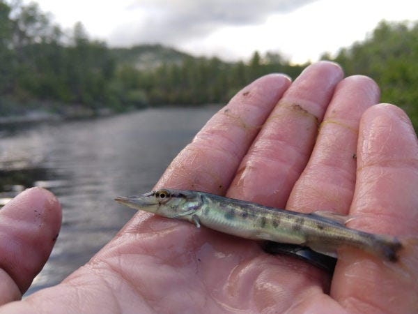 The Arizona Game and Fish Department released small tiger muskie fish into Horsethief Basin Lake near Crown King.