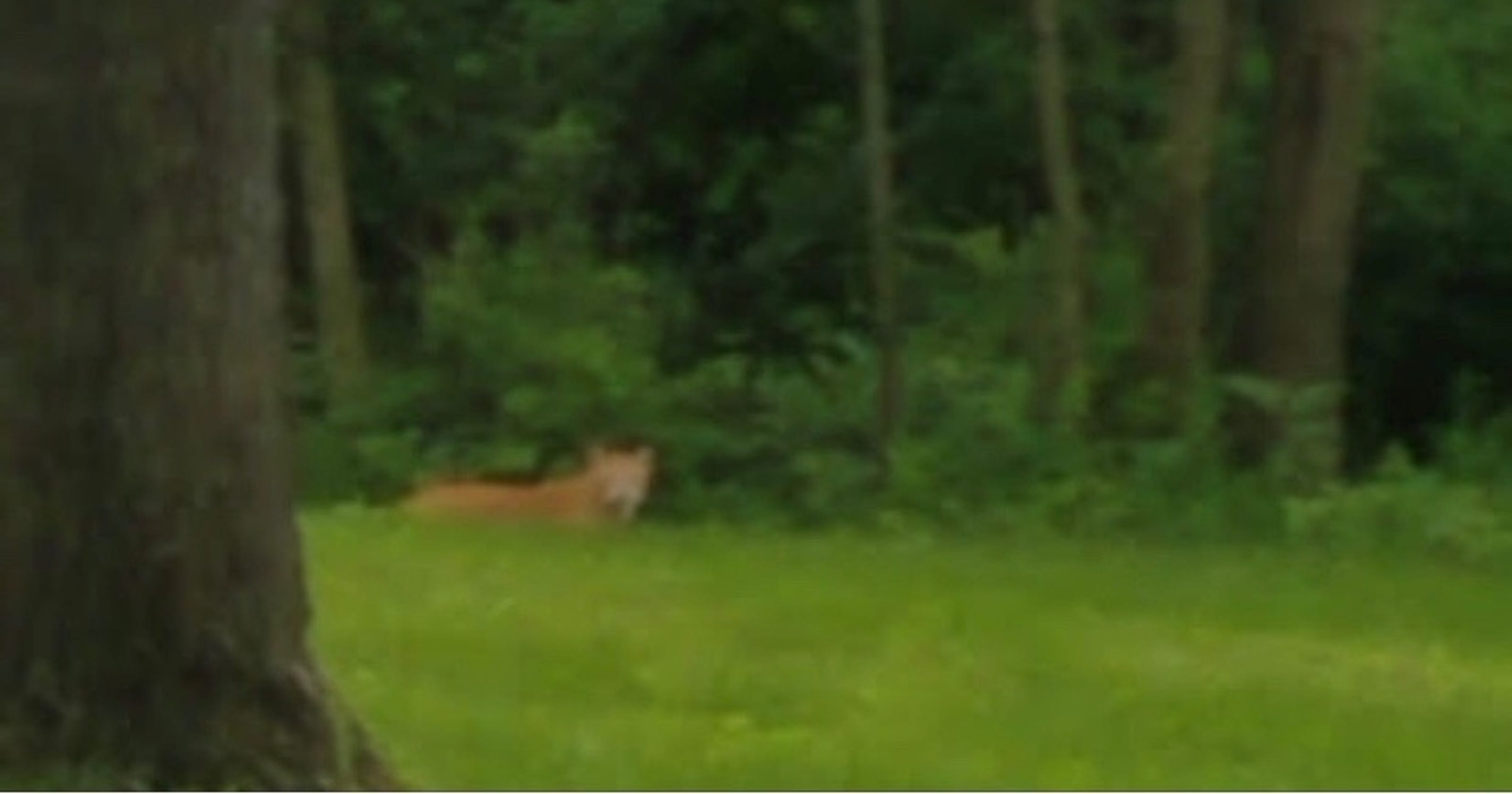 Mountain lion sighting reported in Des Moines Sunday; DNR has doubts