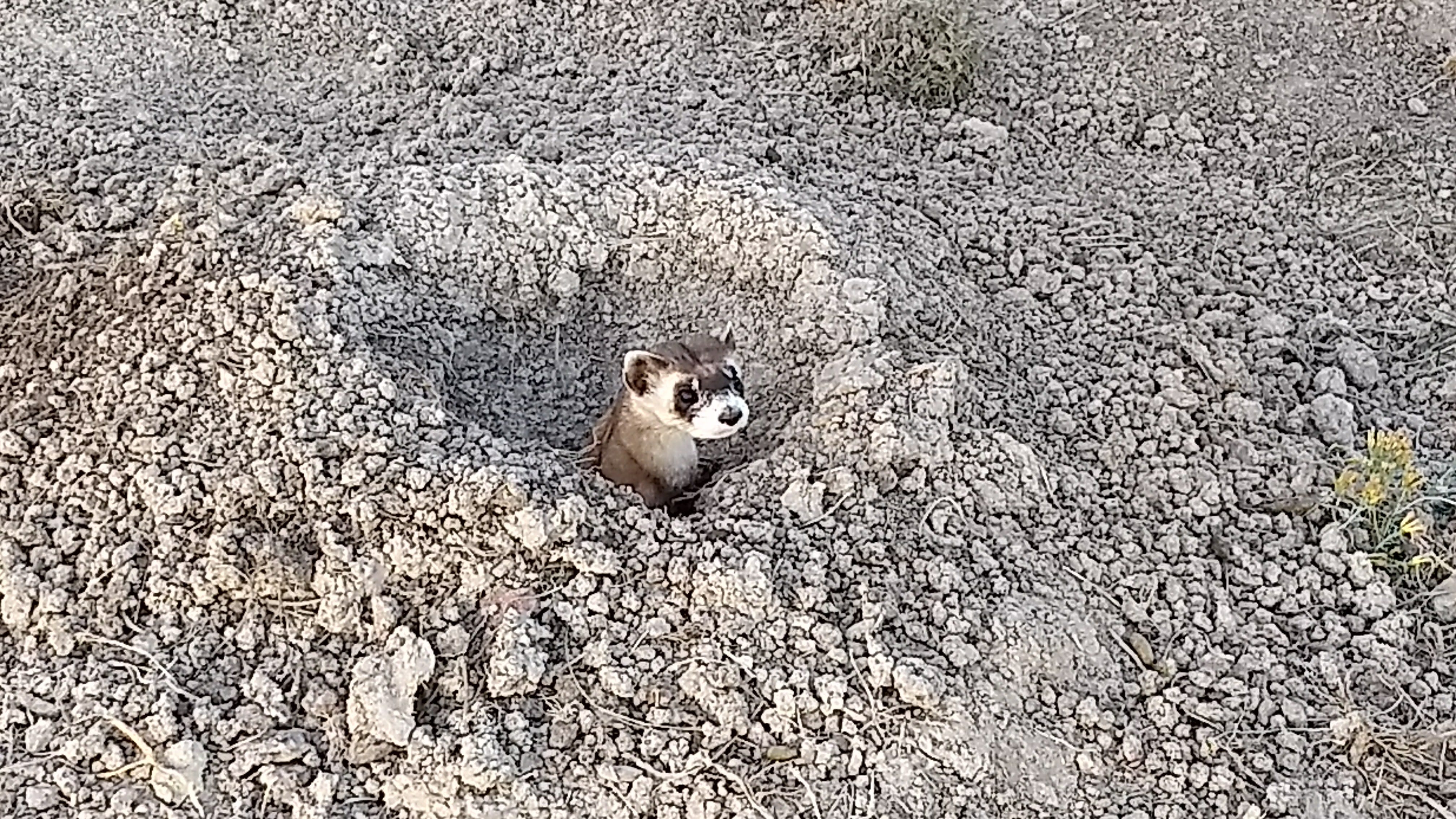 Colorado plague outbreak threatens Phish concertgoers, endangered ferrets
