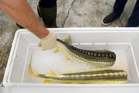 Chris Day grabs one of two sturgeon from a cooler so he can show Gavin Baker how he butchers them at Marshallberg Farm on March 7, 2019. The structure of the fish is similar to a shark, providing challenges in the kitchen. 