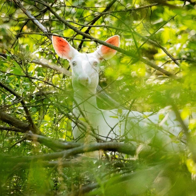 A white doe, possibly an albino, has been photographed on numerous occasions at Kensington Metropark in Milford and Brighton townships. It has given birth to fawns. It is not known if the fawns are albino or not.