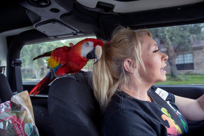 Dedra Benedict heads to work along with Tabasco, a scarlet macaw, on April 30, 2019. She began working at the South Texas Botanical Gardens & Nature Center two years ago after volunteering for two years.