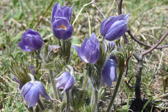 Pasque flowers are blooming in Glacier National Park.