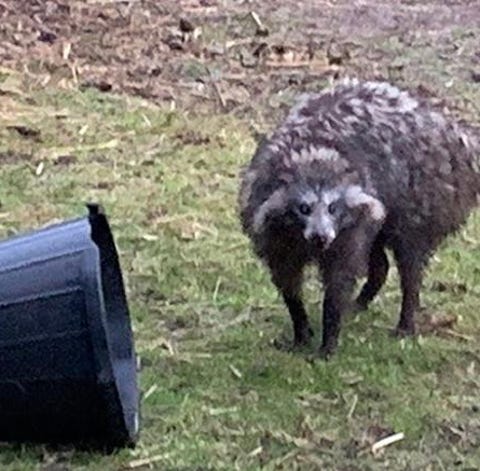 Raccoon dogs are not the Frankenstein creation...