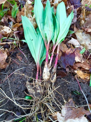 Gathering wild leeks is a unique spring activity that can grow into an annual tradition.