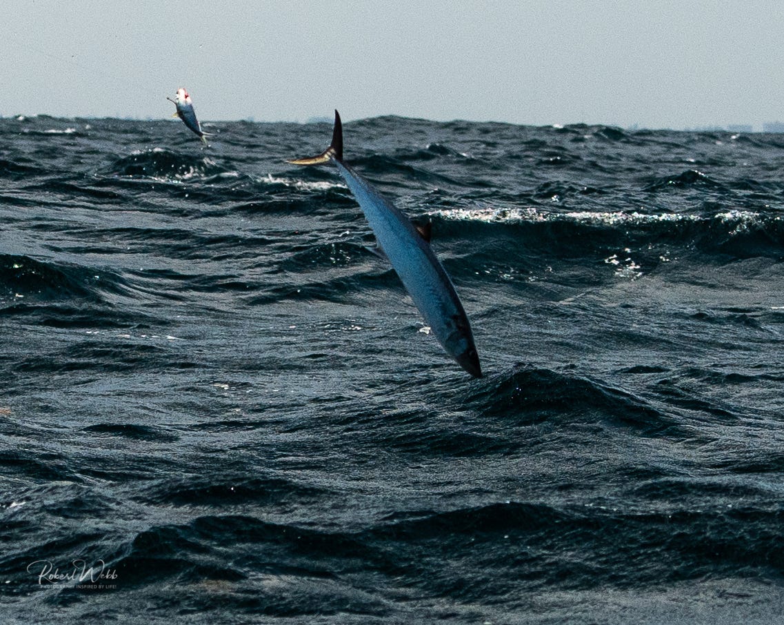 Stuart photographer gets rare shot of kingfish leaping for herring