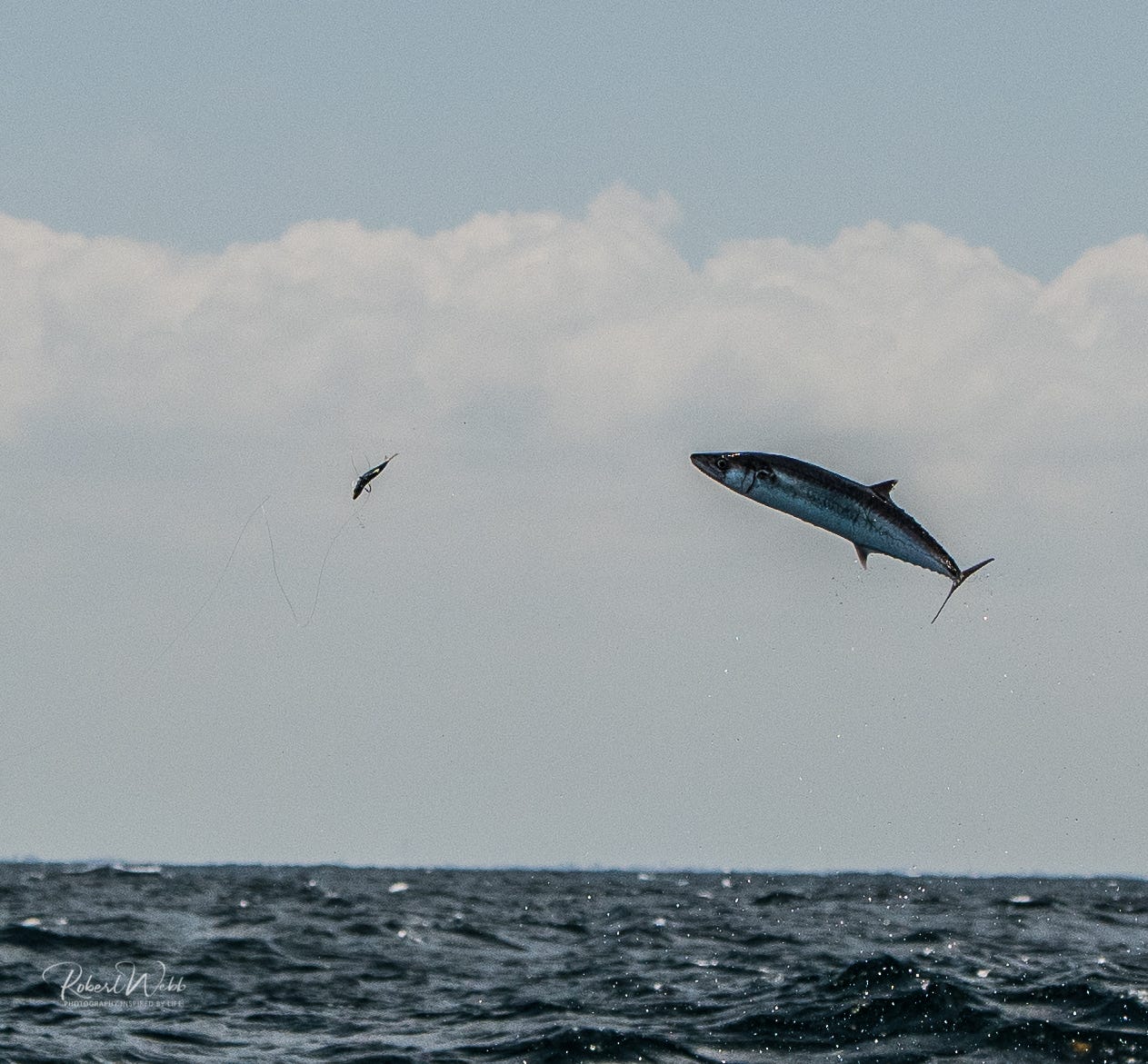 Stuart photographer gets rare shot of kingfish leaping for herring