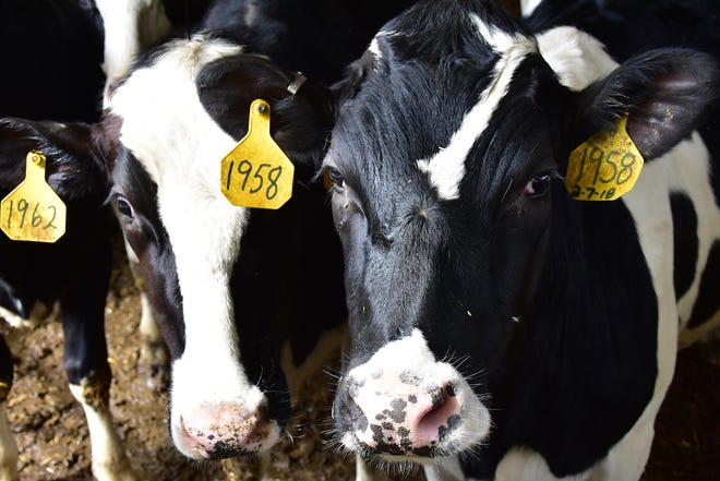 The new farm bill contains better dairy risk management options than any previous bills.