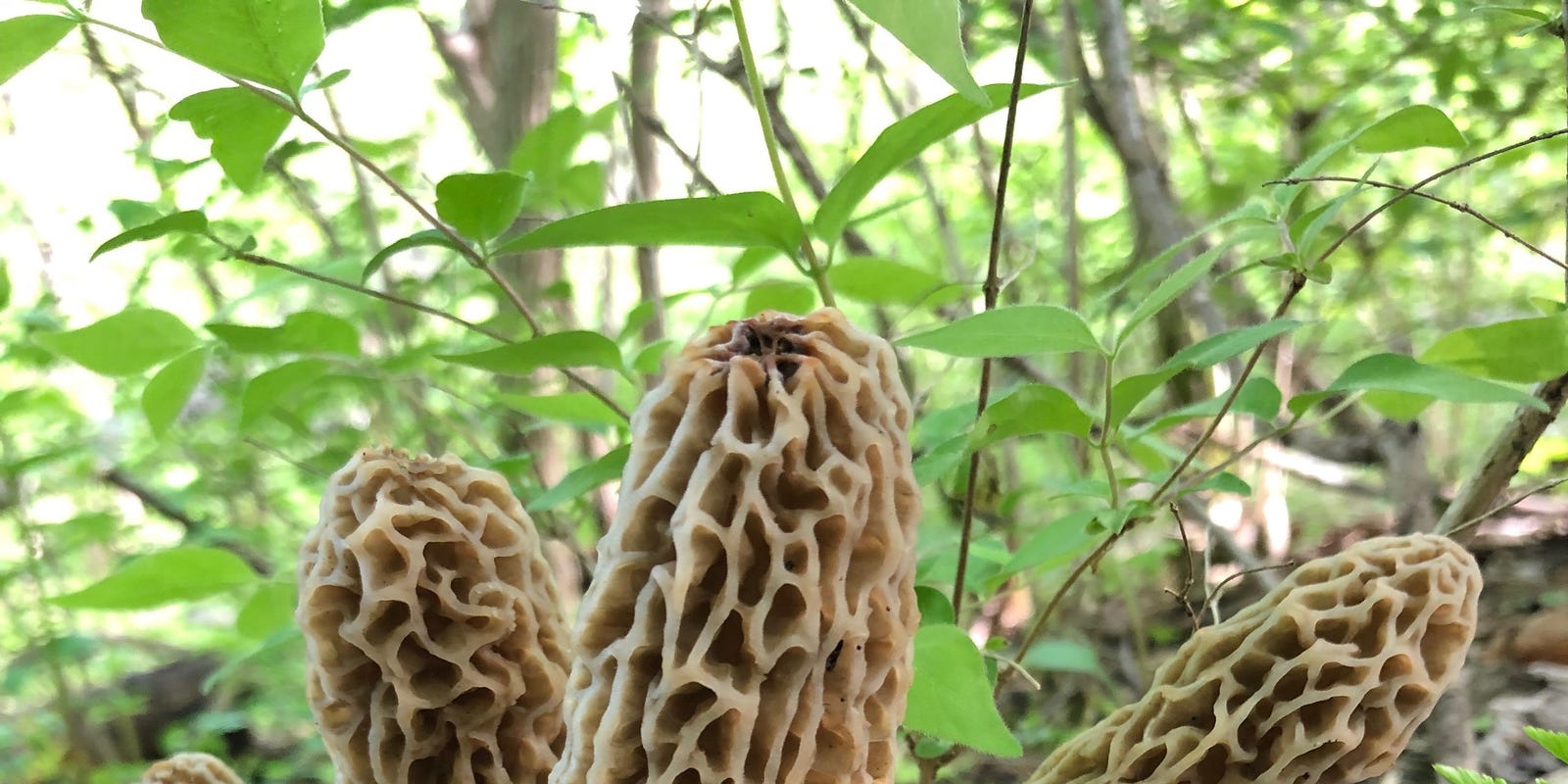 Dick Martin Mushroom Hunting Season Is Under Way