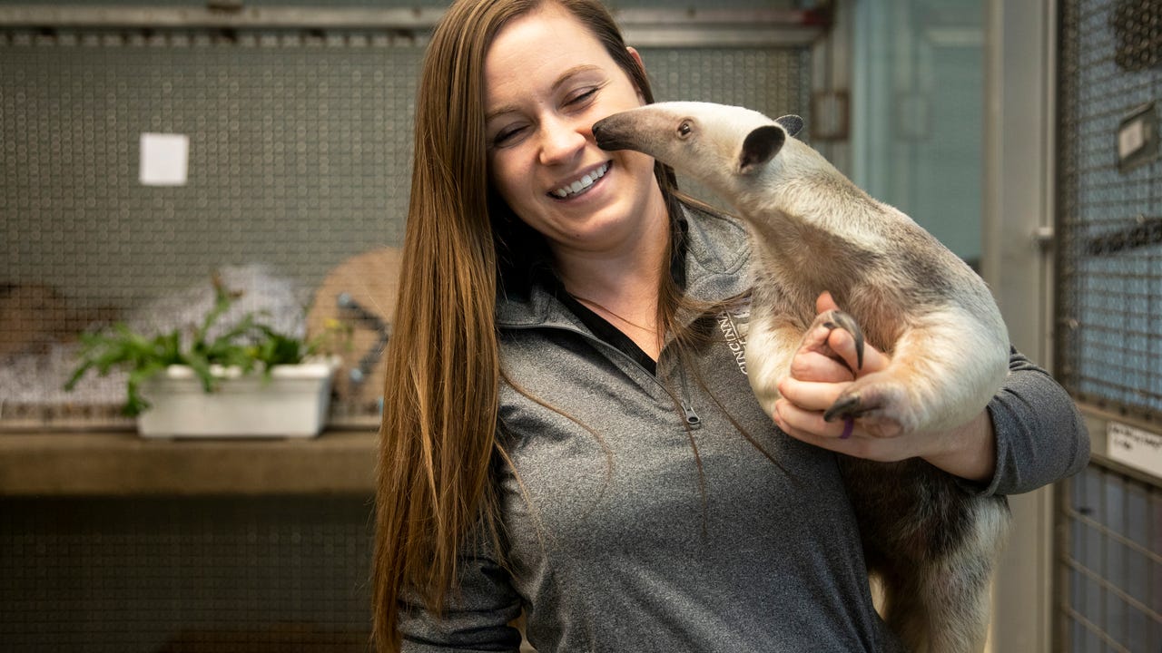 Cincinnati zoo animal enrichment makes work look like playtime