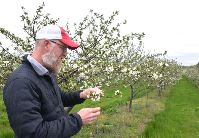 Cherry farmer Nels Veliquette checks a blossom for frost damage in a 350-acre tart cherry orchard north of Acme on May 24.