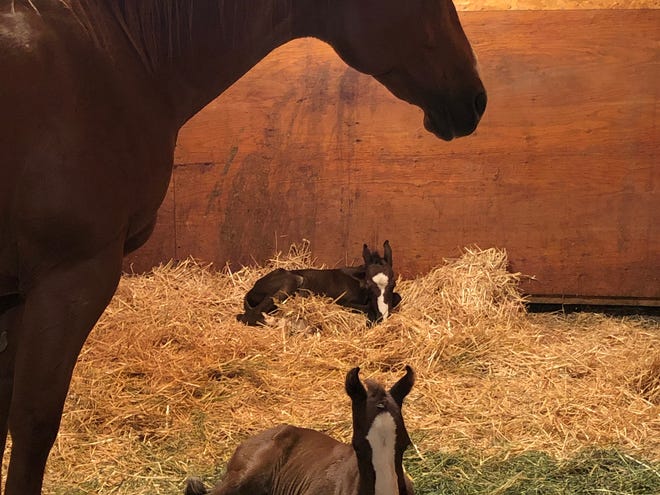 A rare pair of twin horses, named Bonnie and Clyde, were born to mare PG Retsina on Ice, aka Pepper, and owner Mona Moore of Choteau recently.