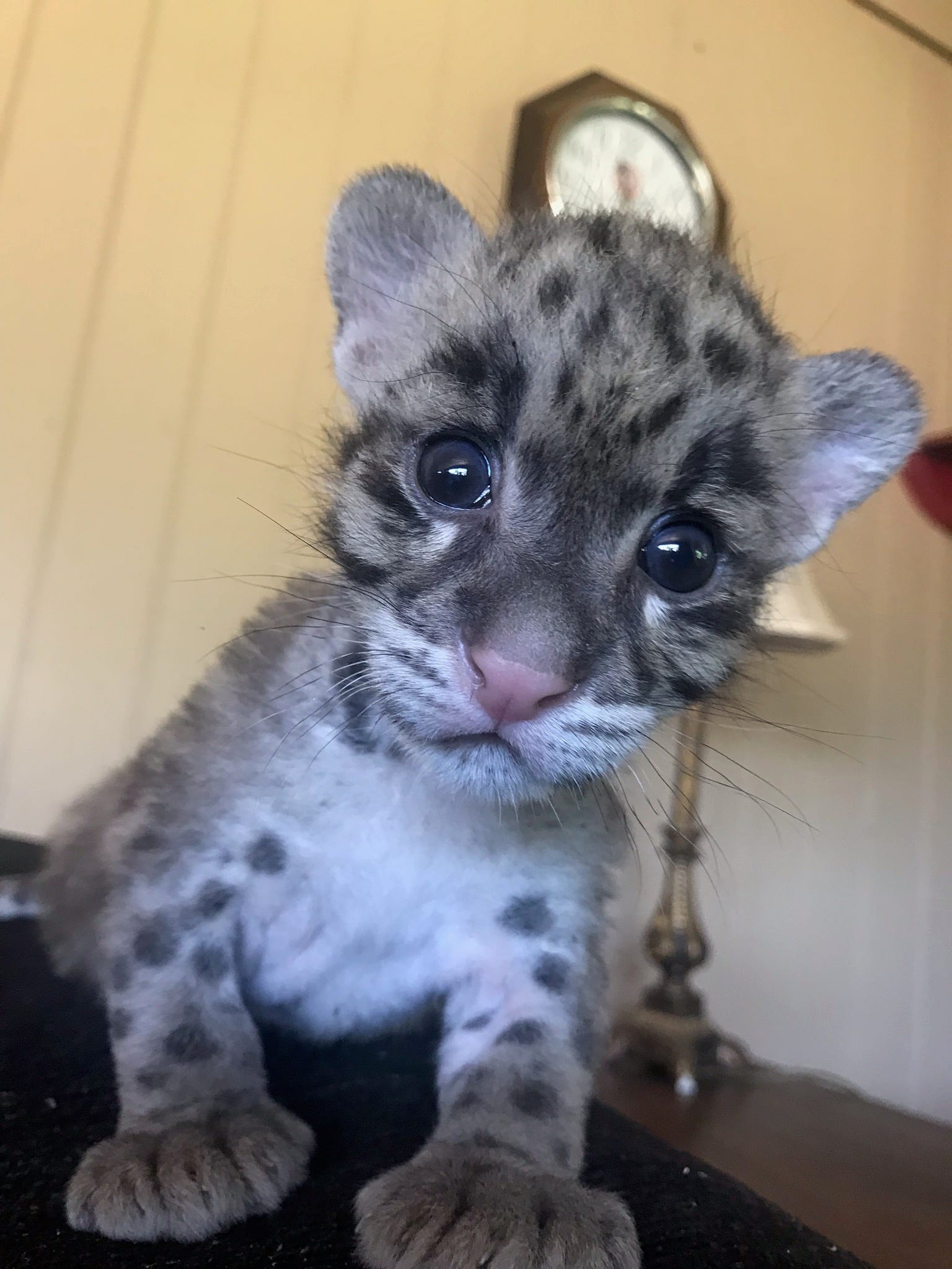 Here are the 2019 Best of Acadiana winners