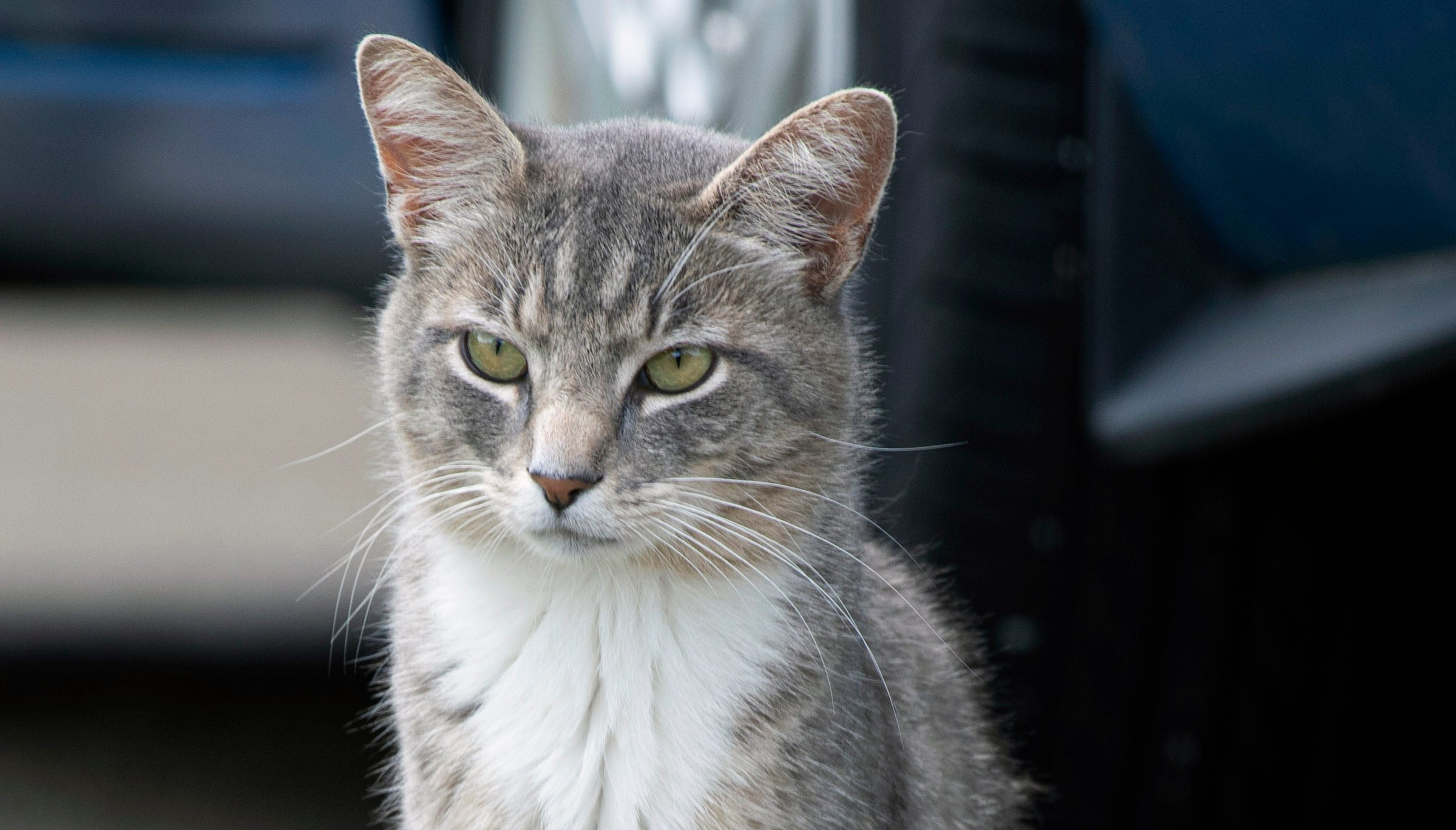 Louisville Alley Cat Advocates ease stray cat issue with new complex Louisville Alley Cat Advocates ease stray cat issue with new complex