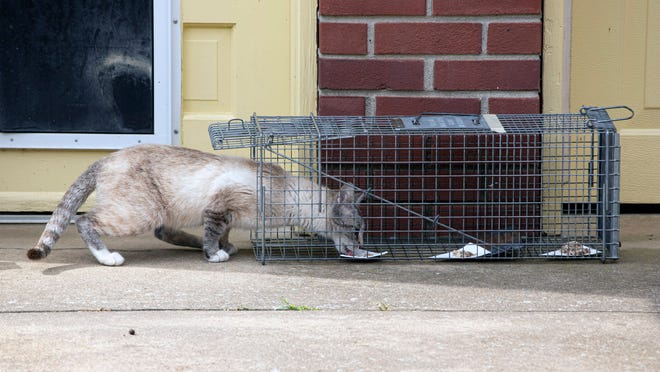 Louisville Alley Cat Advocates ease stray cat issue with new complex Louisville Alley Cat Advocates ease stray cat issue with new complex