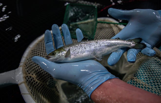 Peter Bowyer, farm manager holds Atlantic salmon weighting 3.5 oz. raised at the AquaBounty Farms Indiana, a commercial fish farm in Albany, Ind., on Tuesday, April 30, 2019.