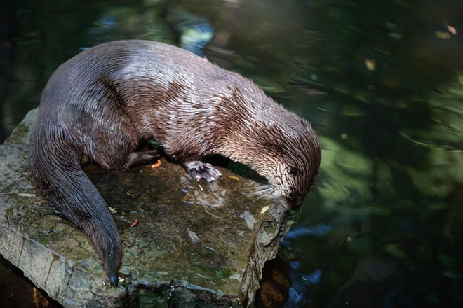 A Bays Mountain Park otter died after guests throw food into enclosure.