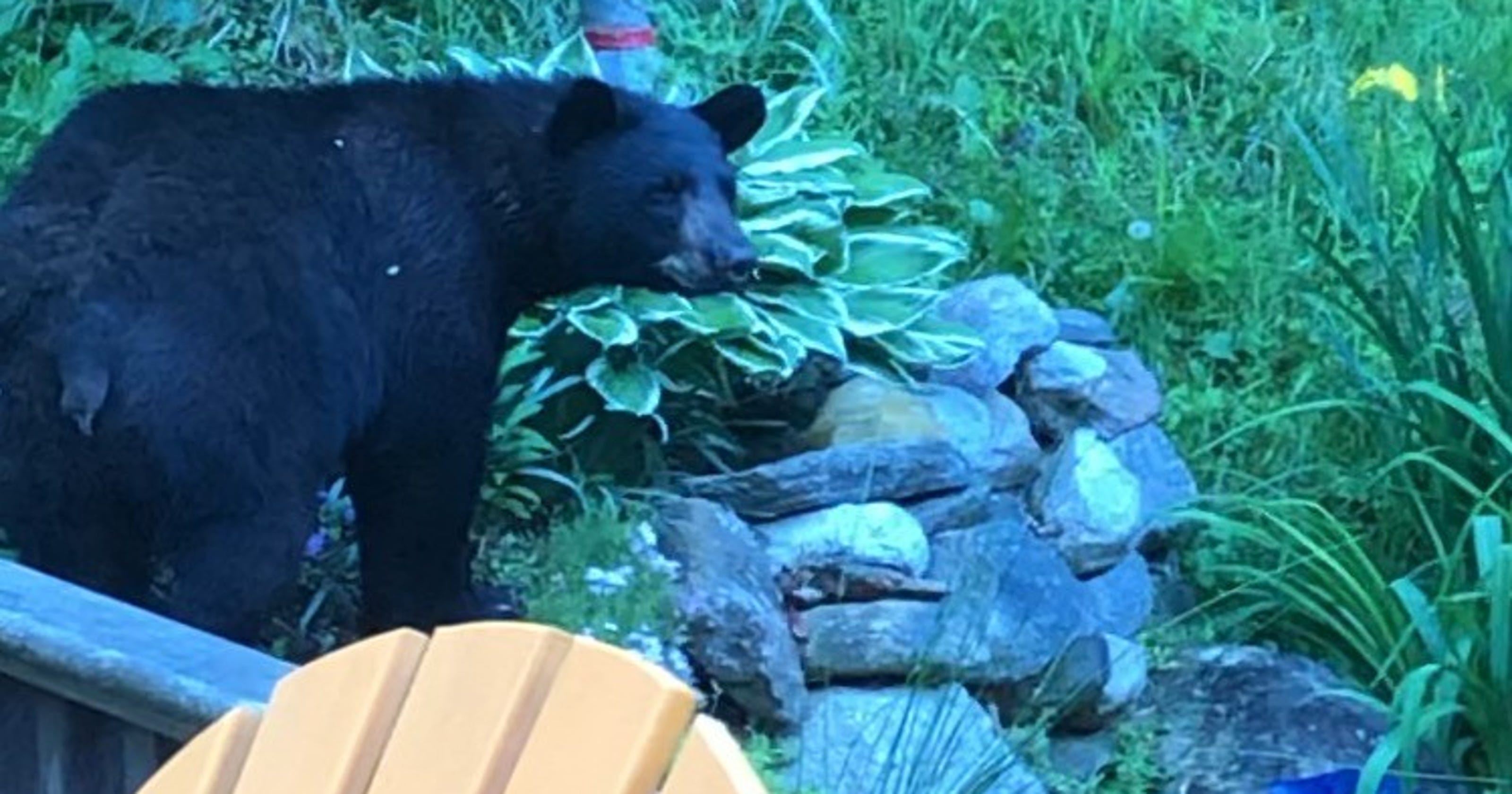 Black bear sightings reported in North Salem, Purdys