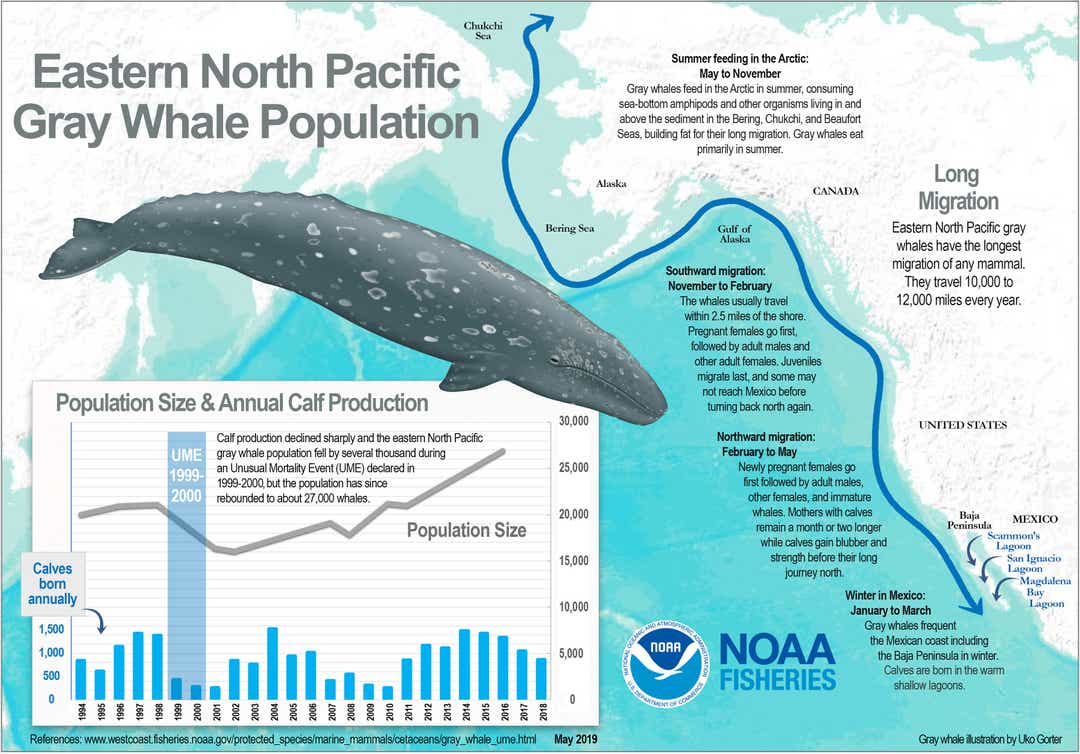 NOAA opens investigations over mysterious and unusual mass dieoff of gray whales along the US