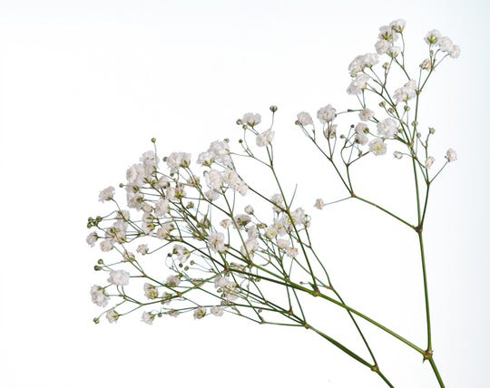 Baby's breath flowers are Invasive to Michigan native plants Baby's breath flowers are Invasive to Michigan native plants