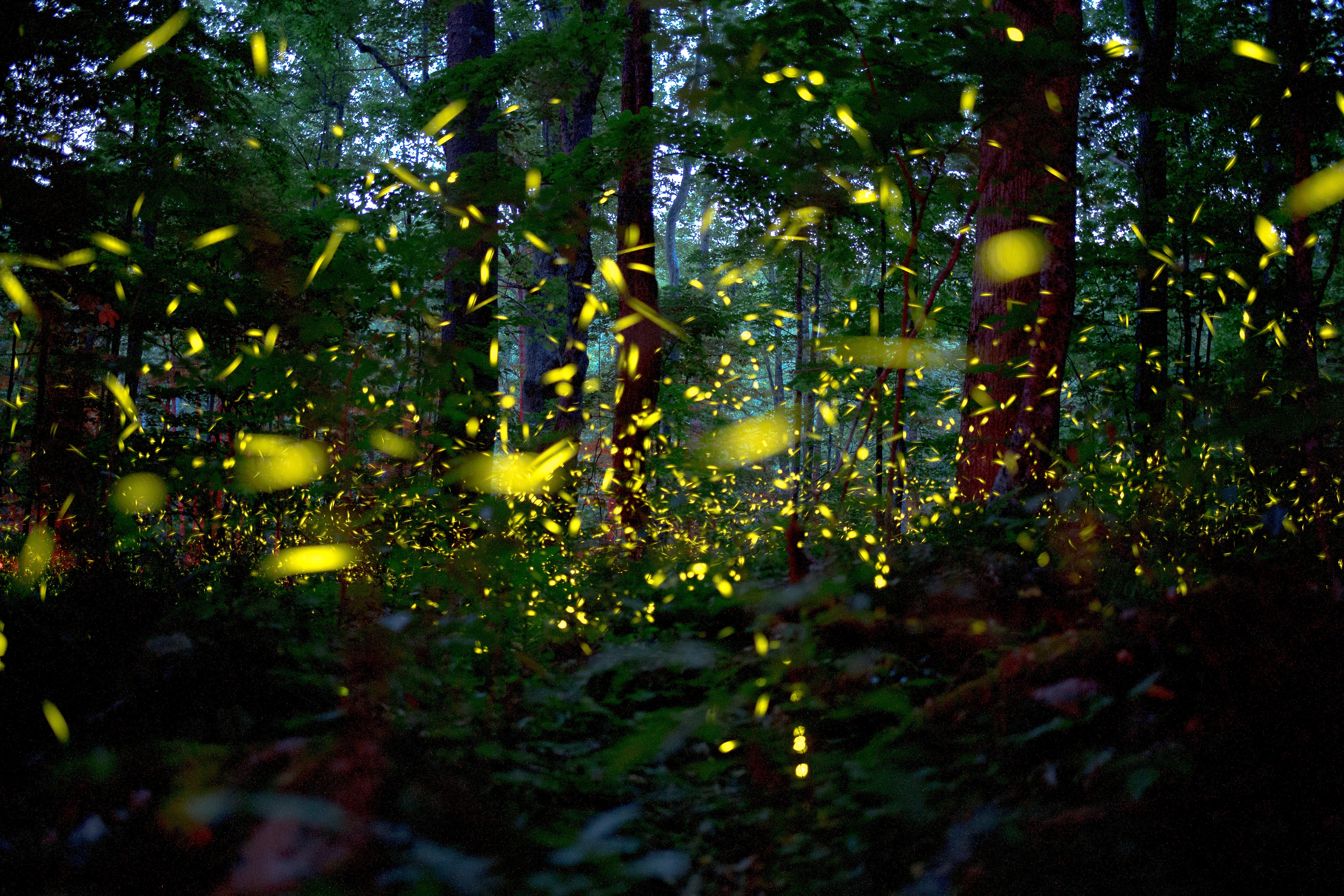 Great Smoky Mountains spectacle Synchronous fireflies left us speechless