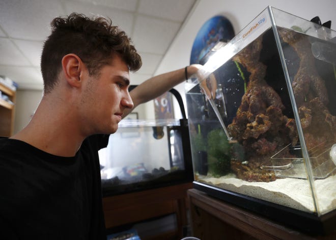 George Mavrakis, a senior at Lawrence University, feeds his seahorses, Pegasus and Poseidon, while filming a room tour video for his YouTube channel in 2019.