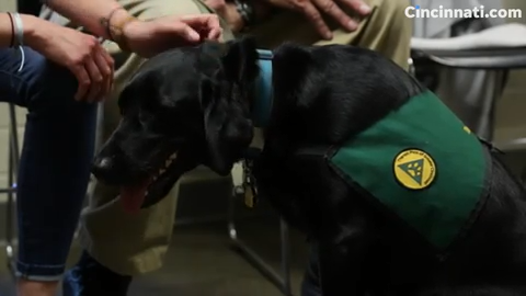 dog treatment center