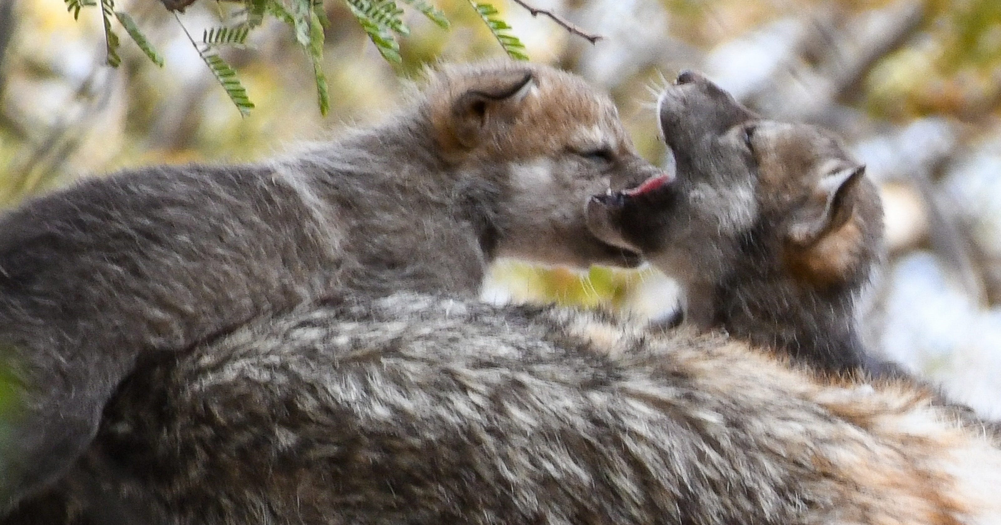 Phoenix Zoo confirms birth of 6 Mexican gray wolf pups