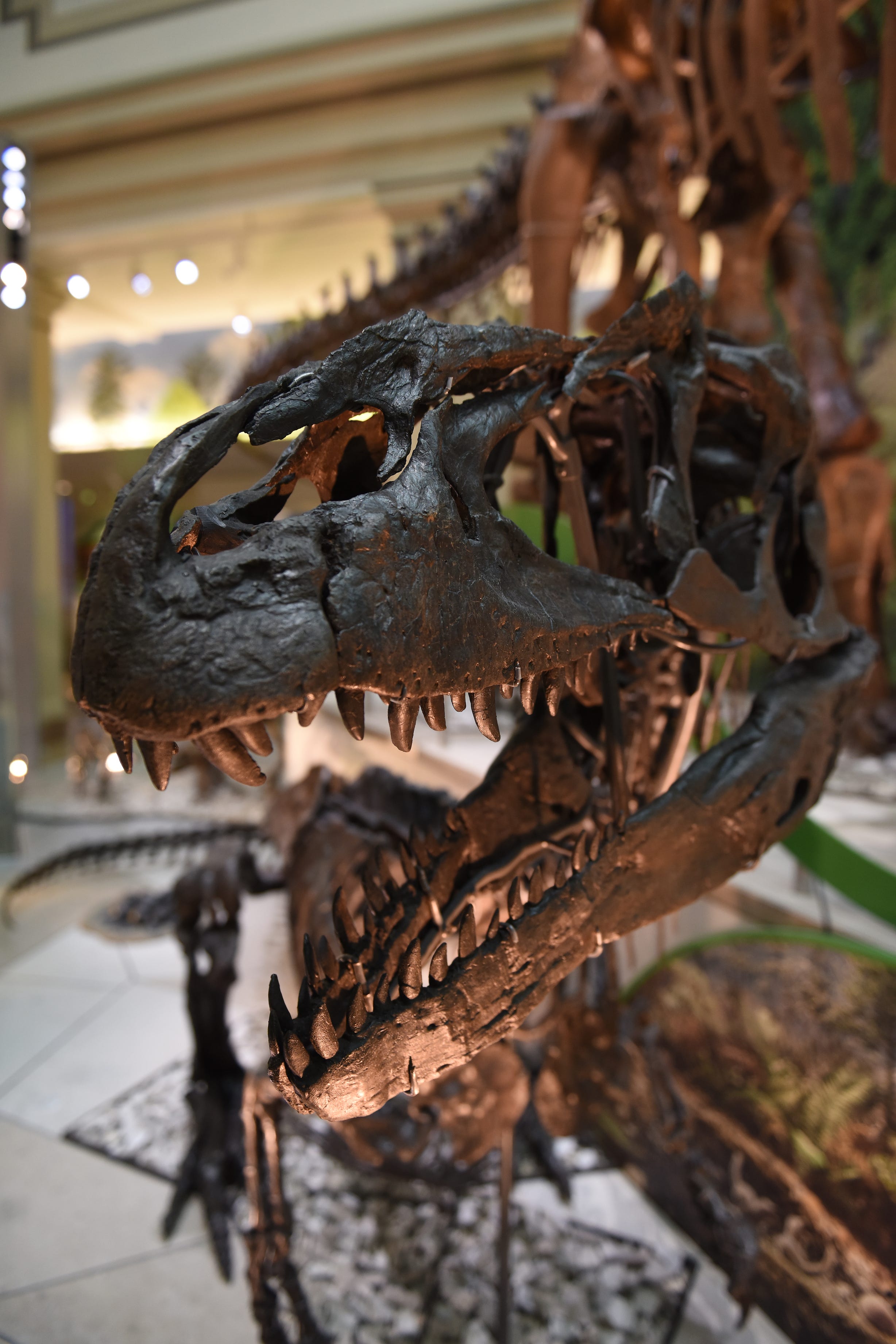 New research says Tyrannosaurus was actually three species – rex, imperator and regina