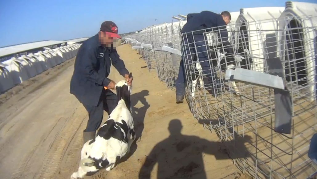 Fair Oaks Farms animal abuse ARM delivers more undercover video