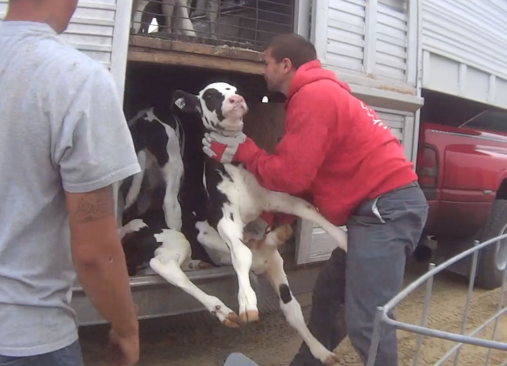 Fair Oaks Farms abuse: Ethical questions come from all directions in  undercover videos