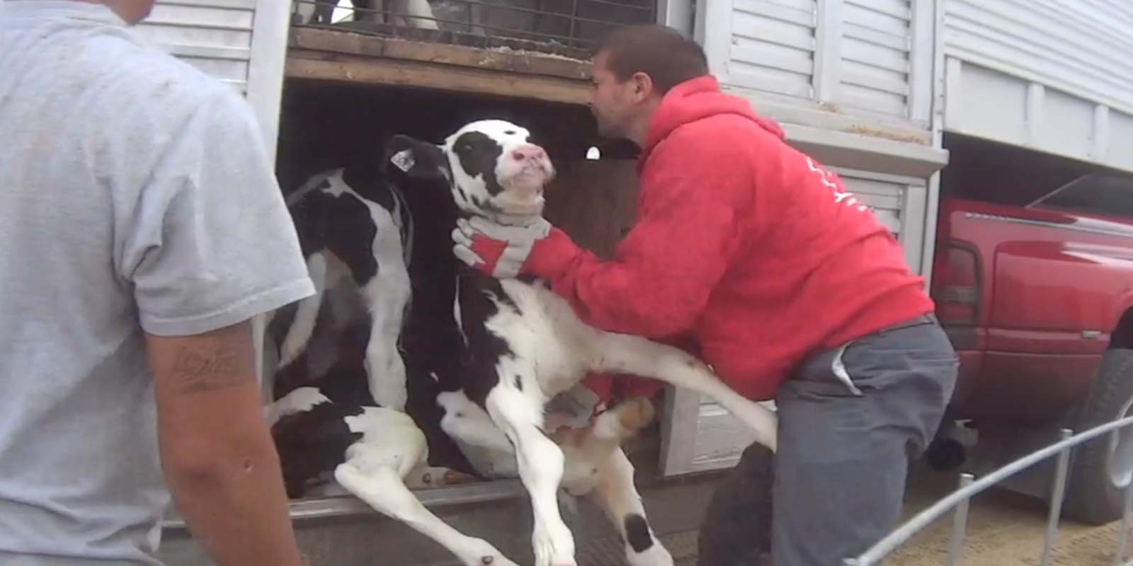 Human Cow Farm Story All About Cow Photos