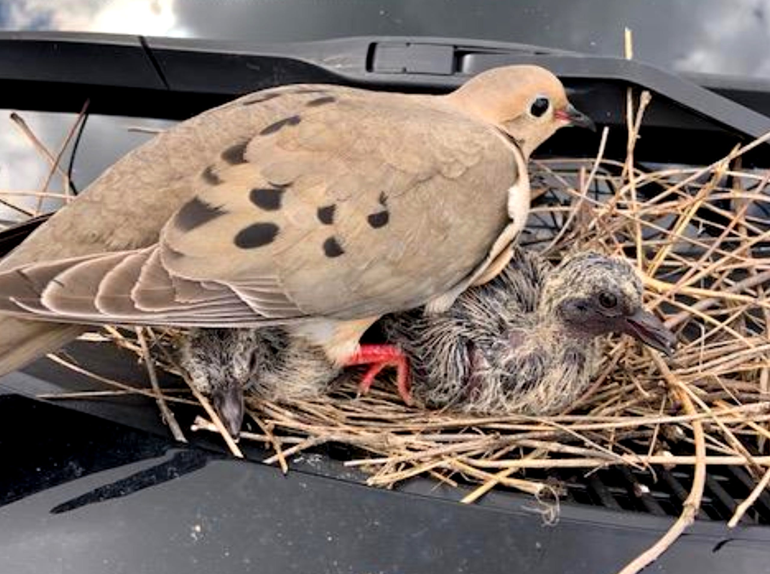 Stingl Couple Parks Their Suv For Weeks Because Of A Nest On The Hood