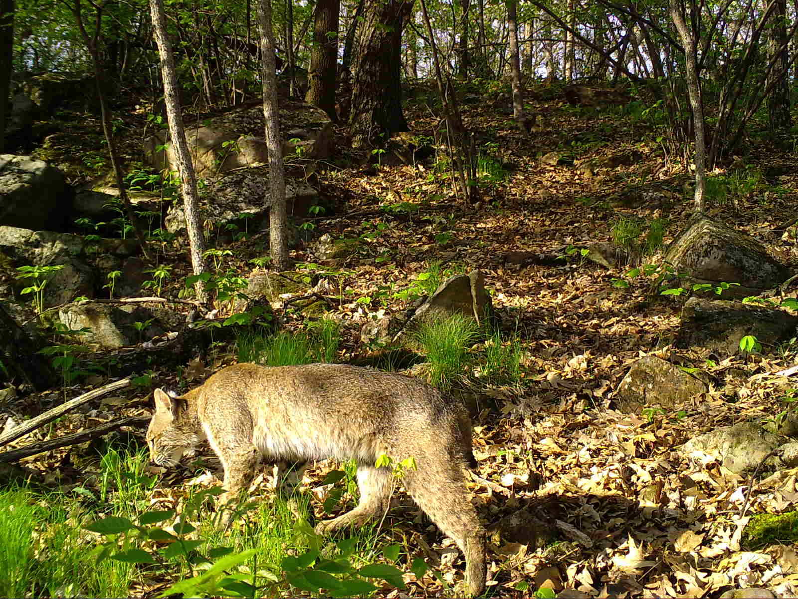 When it comes to wildcats in Wisconsin, bobcats are king