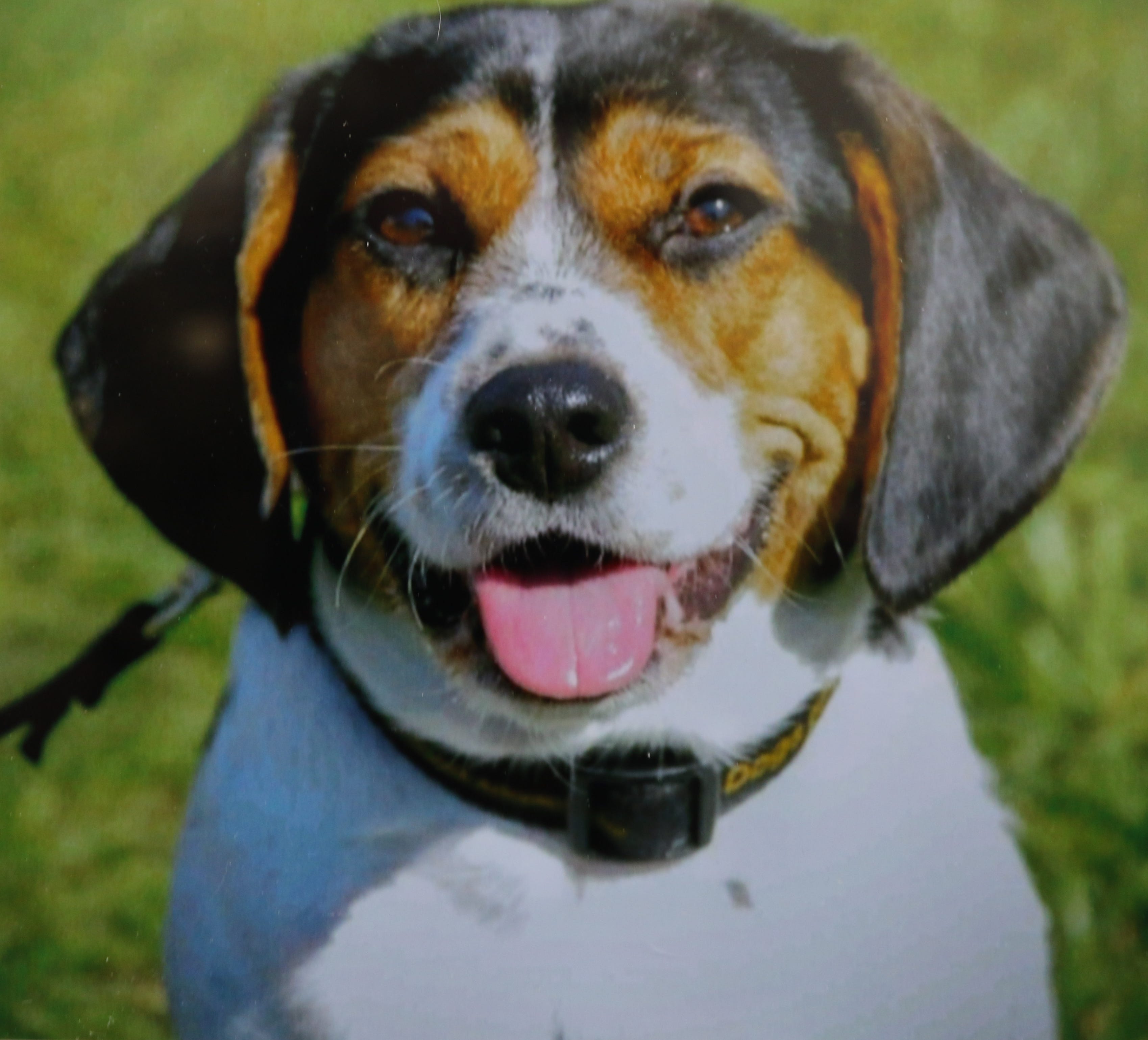 Viral Photo Of Mourning Dog At Empty Hospital Bed Lands Him A New Home