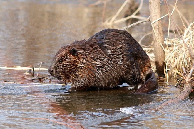 An environmental group has asked the U.S. Department of Agriculture to stop killing beavers until the department consults with other federal agencies about the effects of killing beavers on endangered species.