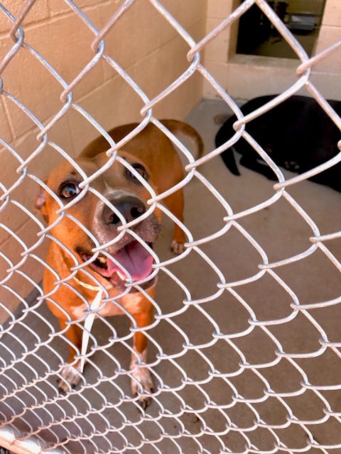 Mesa animal shelter remains quarantined over distemper cases