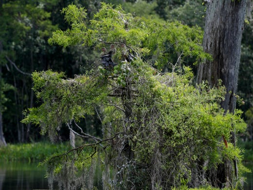 Young anhinga birds wait for their mother to return to the nest with their next meal in the middle of Wakulla Springs. 