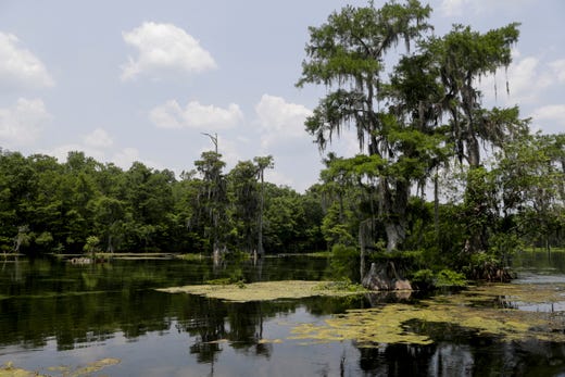 A careful preservation of Florida's natural state, Wakulla Springs State Park is a popular destination for locals and tourists alike. 